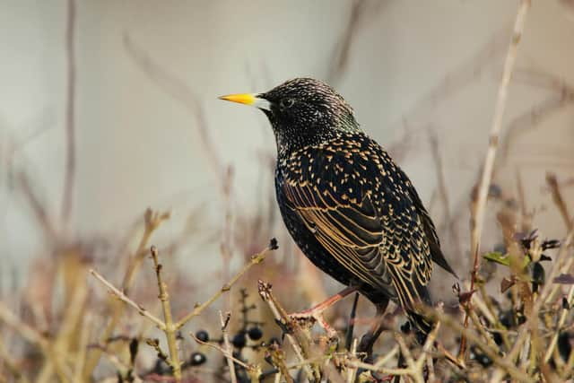 Starling. Photo: Andy Hay, rspb-images.com