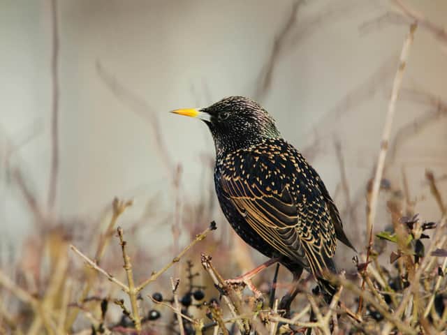 Starling. Photo: Andy Hay, rspb-images.com