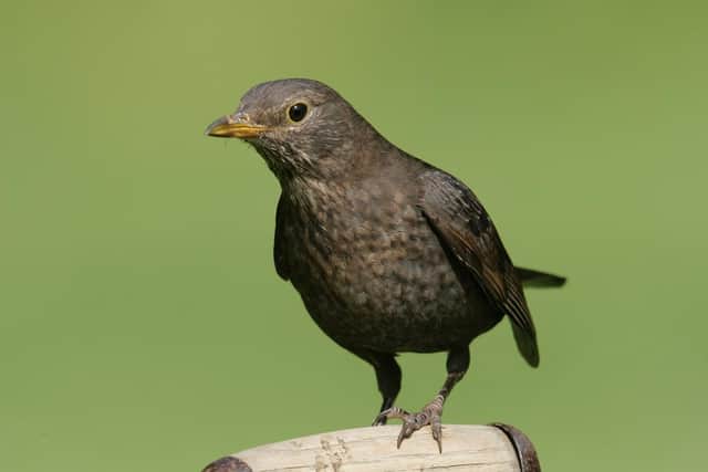 A female blackbird. Photo: Nigel Blake, rspb-images.com