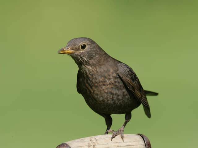 A female blackbird. Photo: Nigel Blake, rspb-images.com