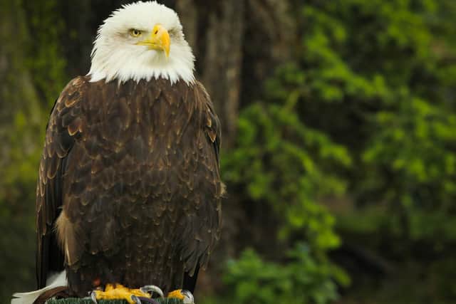 The Bald Eagle at Warwick Castle. Photo by Warwick Castle