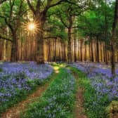 The annual charity bluebell walk has been made virtual. Photo by www.alanranger.com