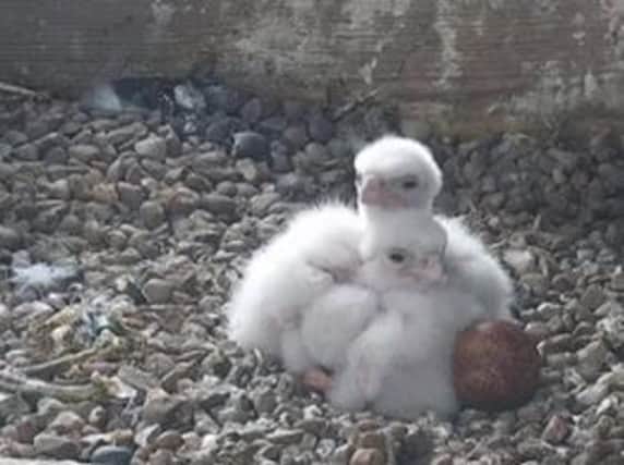 The Peregrine Falcon chicks on top to Leamington Town Hall. Photo by Warwickshire Wildlife Trust