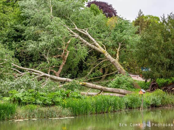 High winds have led to a number of trees being blown in Leamington's Jephson Gardens today (Sunday). Photo by Ben Compton Photography.