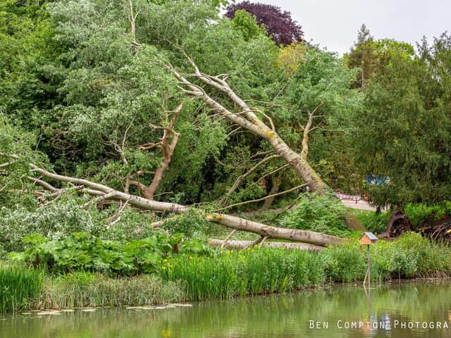 High winds have led to a number of trees being blown in Leamington's Jephson Gardens today (Sunday). Photo by Ben Compton Photography.