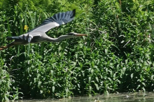 Lianne Tibbits sent us this photo ofa heron at the pond by the Glasshouse, in Jephson Gardens, Leamington.