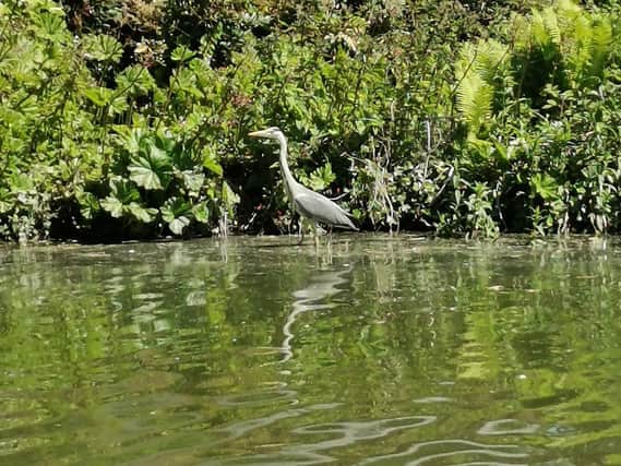 Lianne Tibbits sent us this photo ofa heron at the pond by the Glasshouse, in Jephson Gardens, Leamington.