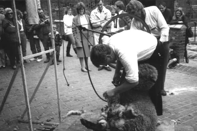 Clifford Mitchell pictured sheep shearing at a Moreton Morrell College
open day in the early 1980s. Photo supplied.