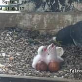 The Peregrine chicks being fed. Photo supplied