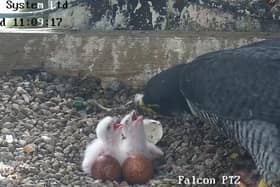 The Peregrine chicks being fed. Photo supplied