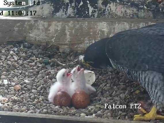 The Peregrine chicks being fed. Photo supplied