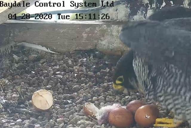 The first chick hatching. Photo supplied