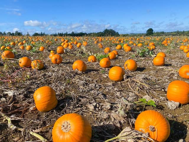 Halloween is fast approaching - so that means it is time for the family to get out and about and pick their pumpkins!