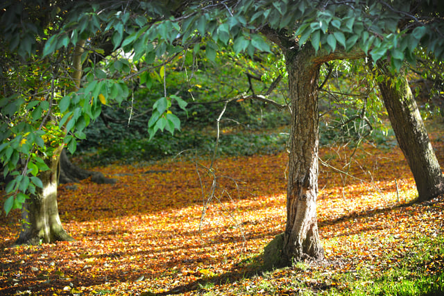 Alexandra Park in Hastings pictured in autumn, 27/10/21 SUS-211027-150226001