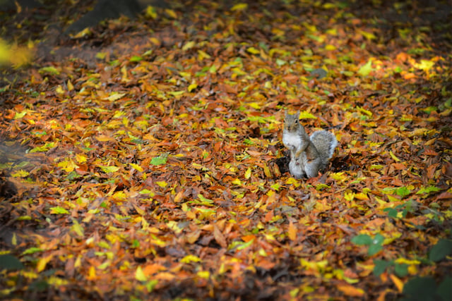 Alexandra Park in Hastings pictured in autumn, 27/10/21

File: Squirrel SUS-211027-150240001