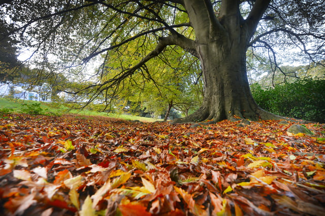 Alexandra Park in Hastings pictured in autumn, 27/10/21 SUS-211027-150308001