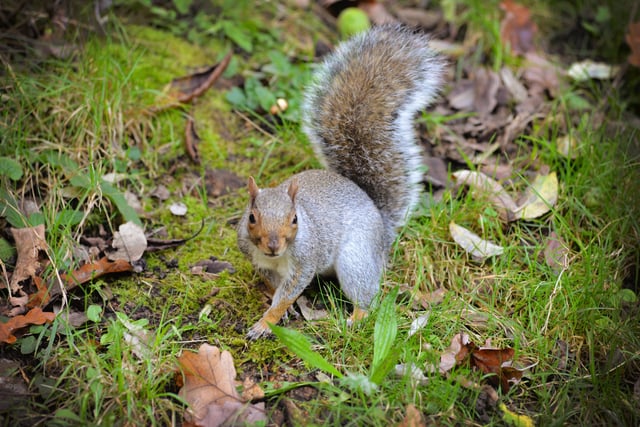 Alexandra Park in Hastings pictured in autumn, 27/10/21

File: Squirrel SUS-211027-150415001