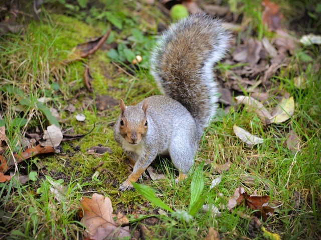 Alexandra Park in Hastings pictured in autumn, 27/10/21
File: Squirrel SUS-211027-150415001