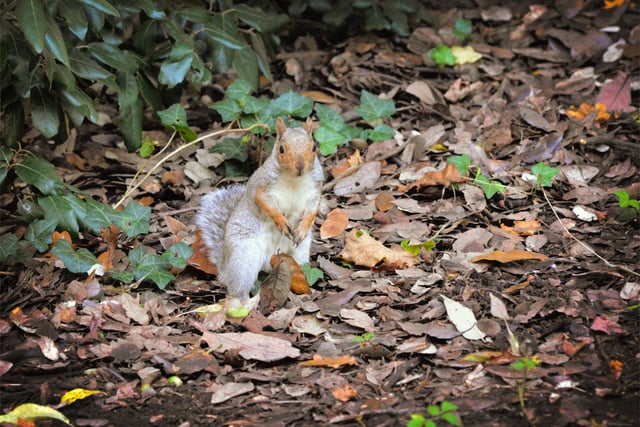 Alexandra Park in Hastings pictured in autumn, 27/10/21

File: Squirrel SUS-211027-150349001