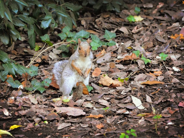Alexandra Park in Hastings pictured in autumn, 27/10/21File: Squirrel SUS-211027-150349001