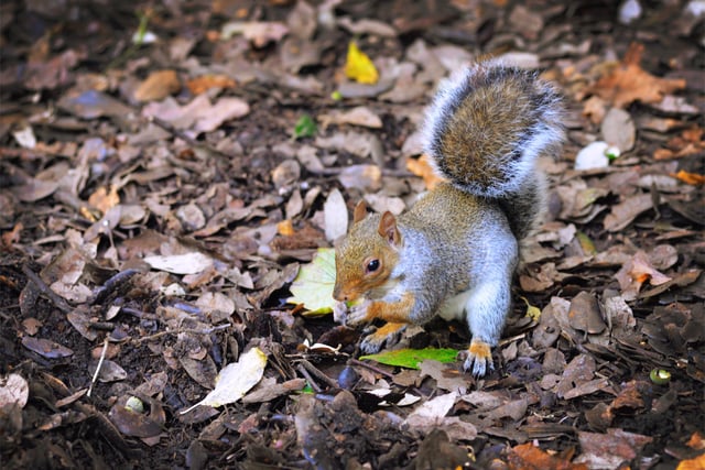 Alexandra Park in Hastings pictured in autumn, 27/10/21

File: Squirrel SUS-211027-150402001