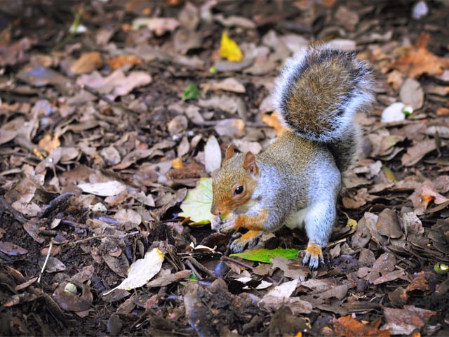 Alexandra Park in Hastings pictured in autumn, 27/10/21File: Squirrel SUS-211027-150402001