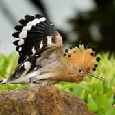 The hoopoe in Warwick. Photo by Alec Cuthbertson