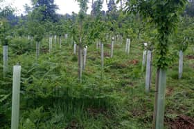 Warwickshire County Council has announced that it will plant a tree for every resident living in Warwickshire. Photo supplied
