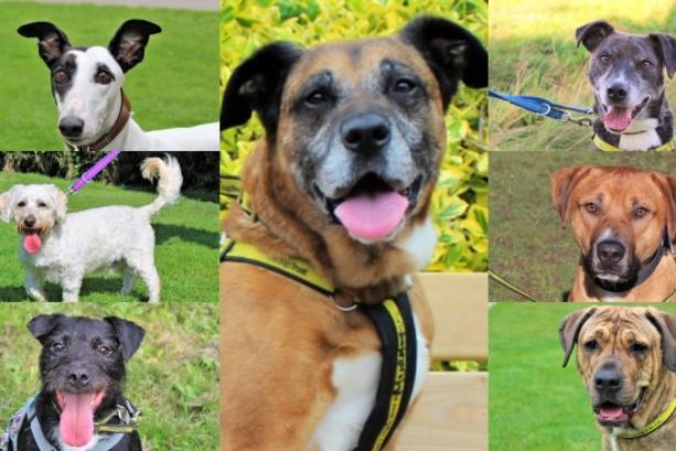 Dogs trust shop kenilworth view dogs