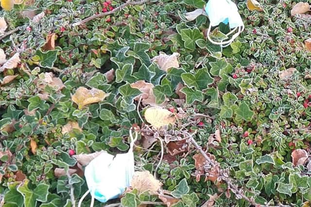 Facemasks left in a bush near the megalab in Leamington