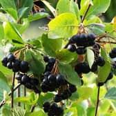 There are a wide range of shrubs and plants with berries which ripen in autumn including winterberry, crab apples, red-twig dogwood, beautyberry, elderberry and chokeberry