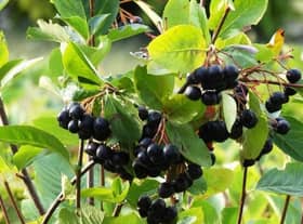 There are a wide range of shrubs and plants with berries which ripen in autumn including winterberry, crab apples, red-twig dogwood, beautyberry, elderberry and chokeberry