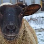 A sheep at FARS in Wolverton.