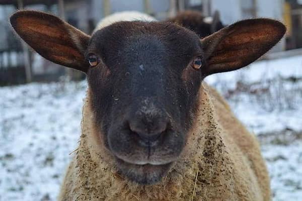 A sheep at FARS in Wolverton.