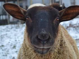A sheep at FARS in Wolverton.