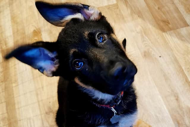 Jetta a three-month-old German Shepherd, was rushed to Avonvale Veterinary Centres, where rapid action and emergency care from the expert team saved her life.