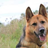 German Shepherd Roxy