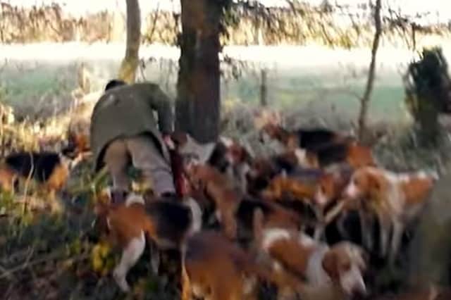 On the video a member of the Warwickshire Hunt is seen bending down and pulling the body of the dead fox away from the pack of hounds before he runs off with the body.
