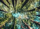 Woods are good and trees are the bee’s knees according to one county councillor who has put forward a plan to help meet a commitment of planting a tree for every Warwickshire resident.