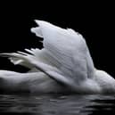 The striking image, entitled ‘A Headless Swan?’’, was taken by 17 year old Jacob Rheams and was named as the runner up in the competition’s 16-18 category after being singled out from more than 6,500 entries this year.
