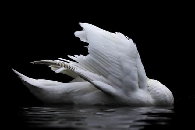 The striking image, entitled ‘A Headless Swan?’’, was taken by 17 year old Jacob Rheams and was named as the runner up in the competition’s 16-18 category after being singled out from more than 6,500 entries this year.