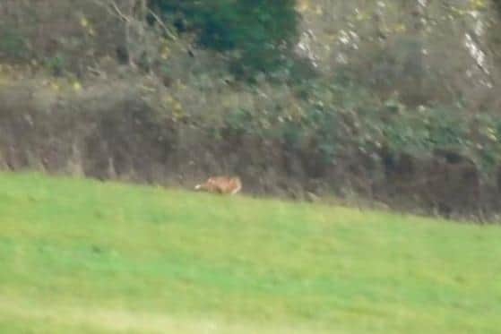 A fox near Broughton that saboteurs claim the Warwickshire Hunt was following