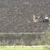 Hunt saboteurs say serious questions need to be asked about the Warwickshire Hunt after the killing of a muntjac deer was filmed this week.