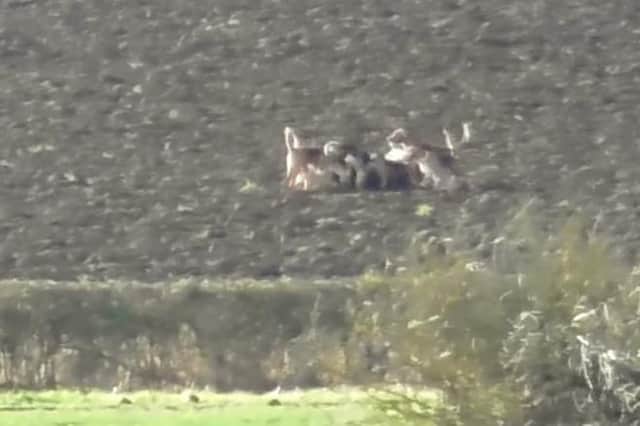 Hunt saboteurs say serious questions need to be asked about the Warwickshire Hunt after the killing of a muntjac deer was filmed this week.