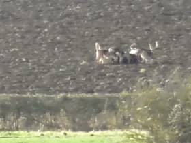 Hunt saboteurs say serious questions need to be asked about the Warwickshire Hunt after the killing of a muntjac deer was filmed this week.