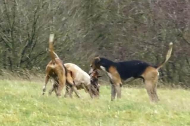 Hounds are pictured with the dead body of the fox