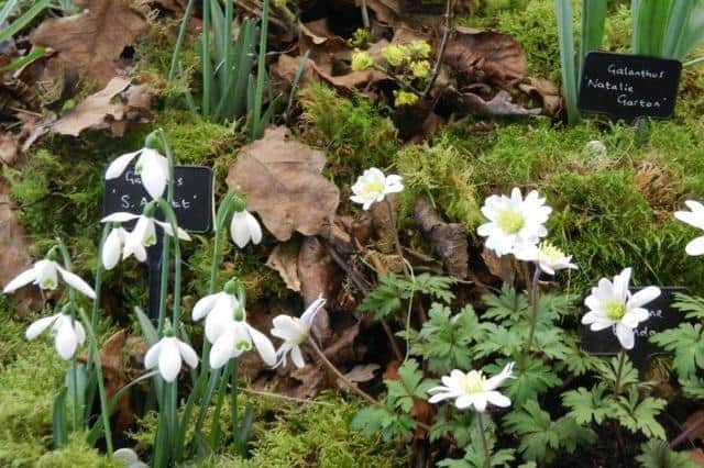 Snowdrops at Hill Close Gardens. Photo supplied by Hill Close Gardens.