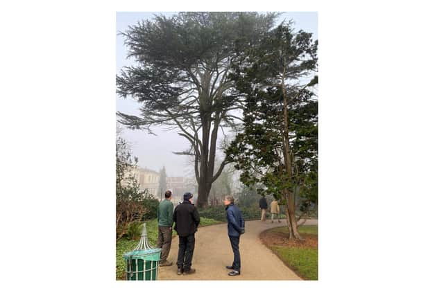 The ancient cedar tree in Jephson Gardens.