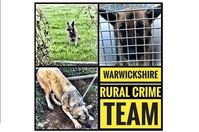 Two dogs were captured in a joint police operation after a number of pregnant ewes were killed and a horse attacked by the pair.
