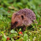 All animals love food, even more so when they don’t have to go through the effort of finding it. Nuts and seeds are the best bet for birds or you could push the boat out and opt for some mealworms for the foxes